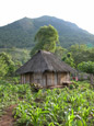 Typical Bamboo Home with Corn Crop