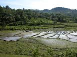 Buffalo Working in Samalari Rice Padi